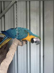 DNA sexed parent raised blue and gold macaw