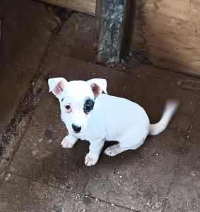 Female Jack Russell puppy 