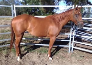 2 year old Quarter Horse filly