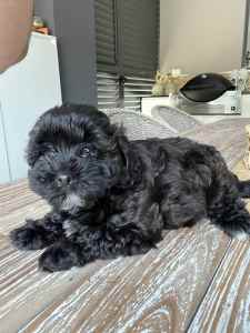 Toy poodle X Maltese - toy Moodle puppies now available
