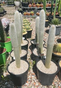 Silver torch Cactus , 250mm pot