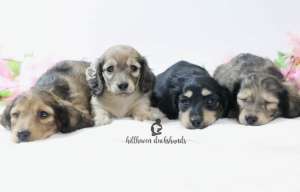 Adorable long hair miniature dachshund puppies