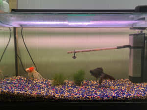 130L Tank including filter, light, feeder, stand and fish