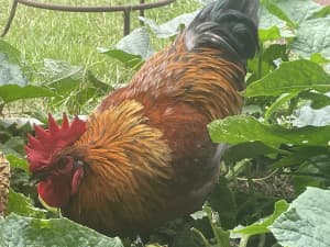 Mix Breed Roosters Free
