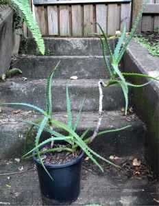 a striking pair of skinny frond aloe~types ! SHAPES & LINES !