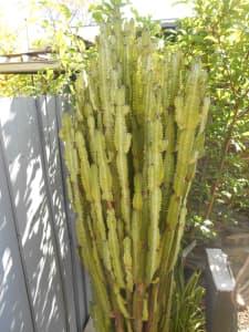 Cactus Large ( African Milk Tree or Euphorbia Trigona )
