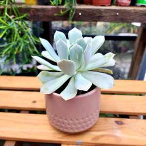 Echeveria Runyonii Plant in a Ceramic Pot