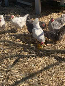 Chooks - Plymouth Rock x 6. Sold pending pick up.