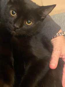 Rye rescue kitten SK6270 vetted-Joining Petcity Rockingham