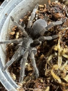 Tarantulas and many other invertebrates for sale.