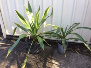 Doryanthes excelsa, Gymea Lily Plant Red spear flowers. In 33cm pot