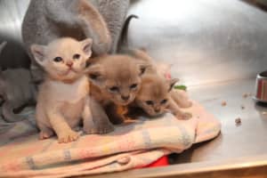 Burmese pure bred kittens