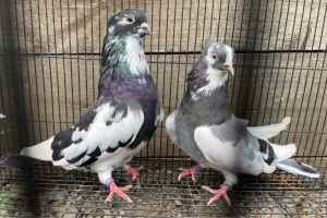 FS: SERBIAN HIGH FLYER PIGEONS-BREEDING STOCK BIRDS-YOUNGSTERS-