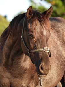 Sold. .Black Quarter Horse X Appaloosa