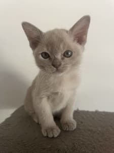Burmese kittens with pedigree papers 1 Lilac girl left