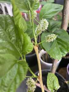 Very healthy Mulberries trees available about 60 cm