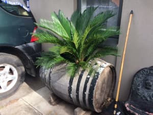 Large Cycad In Barrel