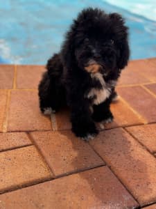 First Generation Toy Cavoodle Female