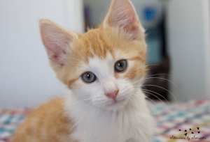 Ning Nong rescue kitten SK6328 vetwork included!