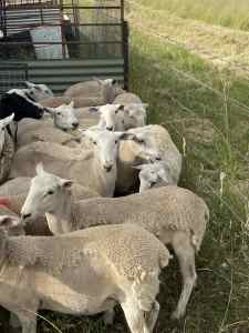 Wiltipoll ewe lambs 2023