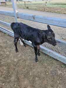 1 dairy bull calf for sale