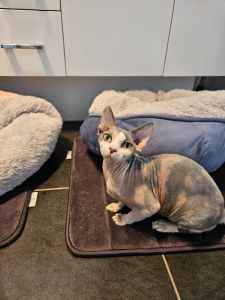 Entire Sphynx pair M and F make an offer