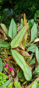 Patio plant