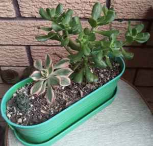 Succulent plants in green metal container