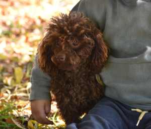 Chocolate Toy Poodle Female