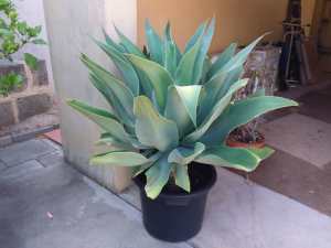 Large agave plant in large 16 litre plastic pot.