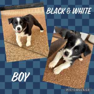 Border Collie Puppies ALL SOLD 