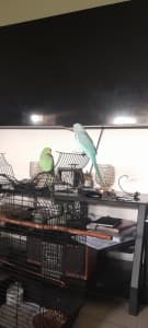 Blue and green Ringnecks for sale 
