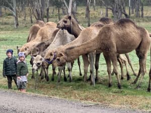 CAMELS for farm sustainability