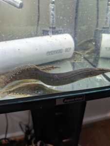 freshwaterpeacock eels