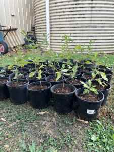 Oak tree seedlings / starters / bonsai