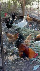 Chickens and roosters sold in lot of 5