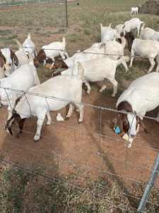 Pure bred Boer Goats