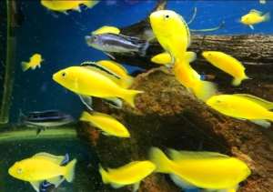 Sunday Special!! High Quality Electric Yellows and Kingsizei Cichlids 