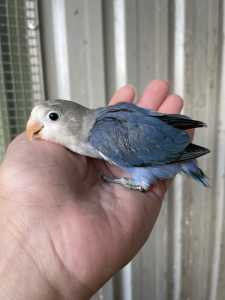 Baby Lovebirds - hand feeding needed