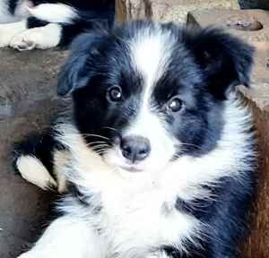 Purebred long Haired border Collie pups