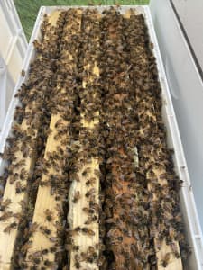 5 frame bee hive nuc with hybrid Covey queen