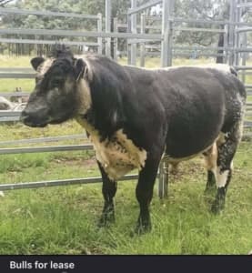 Speckle Park bull for lease 