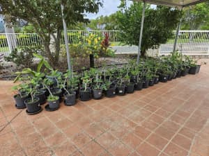 Sweet Fig Tree Plants ONLY $10 each - Over 100 plants
