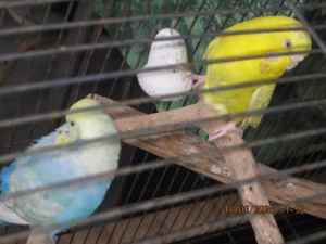 Budgies Bonded Breeding NOW with CAGE.