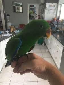 13 week old eclectus male parrot.SOLD 