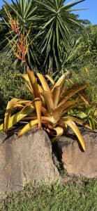 Large bromeliads various sizes