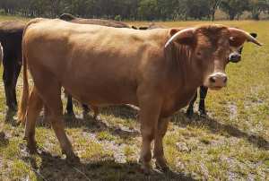 Charolais Bull Pure breed 