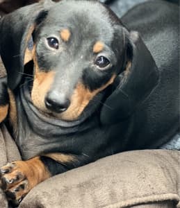 Miniature Dachshund Male Pup