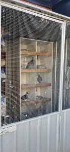 Pigeons for sale each 20$
