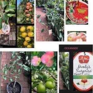Established fruit trees